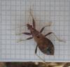 Himacerus mirmicoides